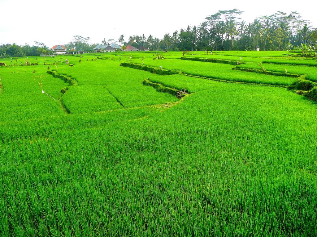 Villa Viola Ubud Eksteriør bilde