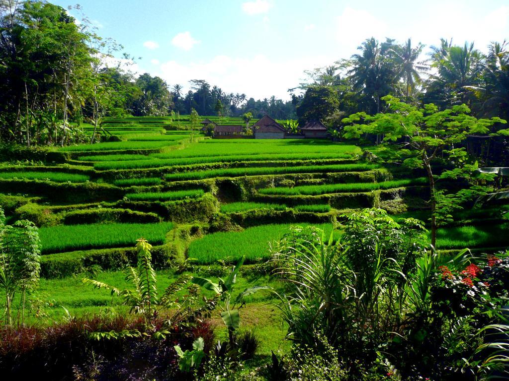 Villa Viola Ubud Eksteriør bilde